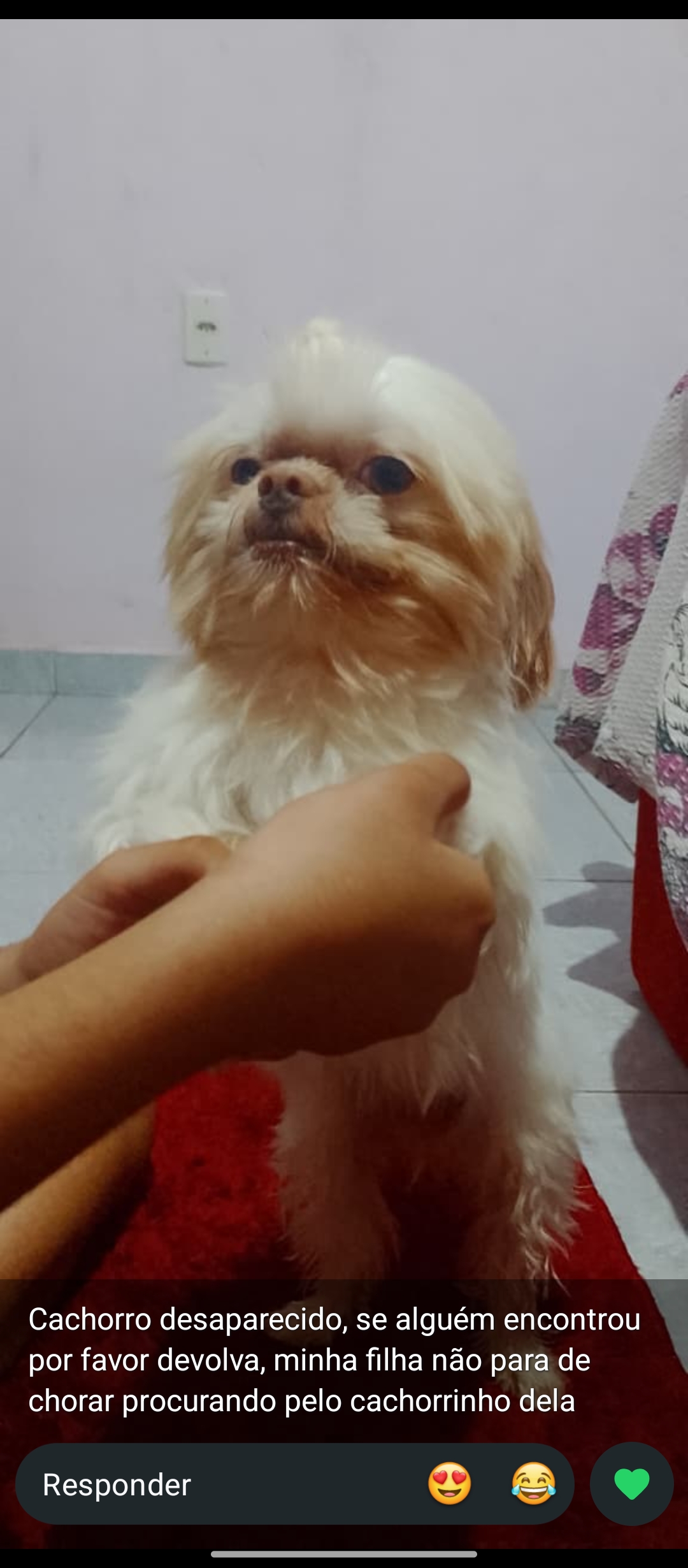 Foto de cachorro perdido em Rio Branco