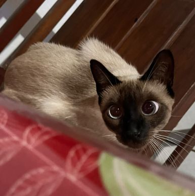Foto de Chiquita perdido em Maceió