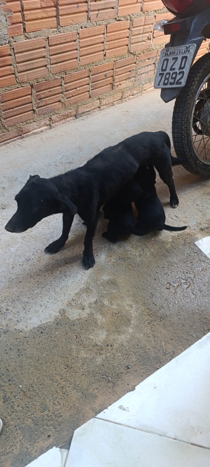 Foto de Luna perdido em Bom Jesus da Lapa
