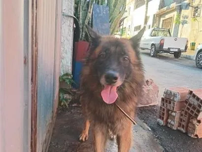 Foto de snap para doação adocao em Lauro de Freitas
