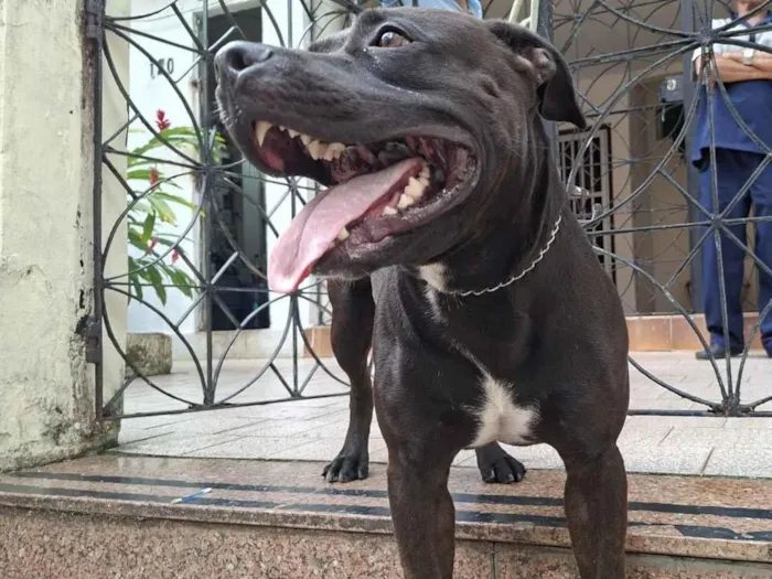 Foto de Kush para doação adocao em Salvador