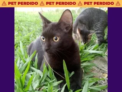 Foto de Morceguinho perdido em Salvador
