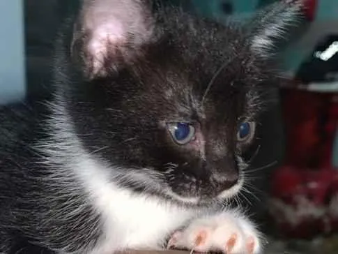 Foto de Gatos e Gatas Não tem nomes para doação adocao em Salvador