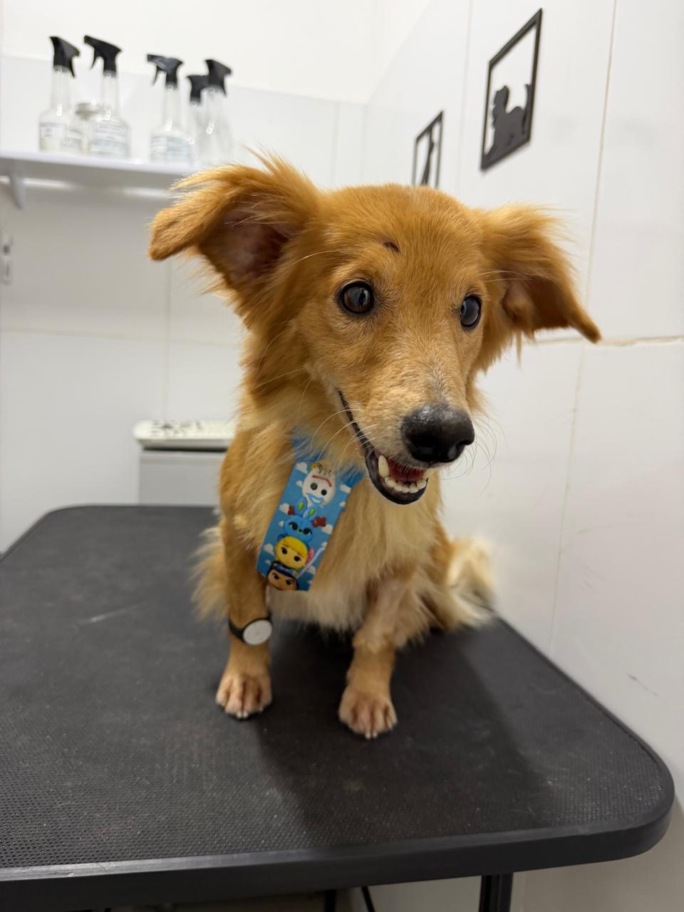 Foto de cachorro encontrado em Salvador