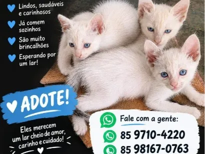 Foto de Branquinho, Mião para doação adocao em Fortaleza