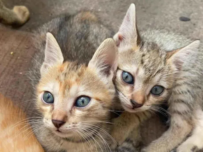 Foto de Gatos e Gatas caramela para doação adocao em Fortaleza