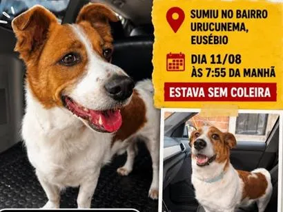 Foto de Tobby perdido em Eusébio