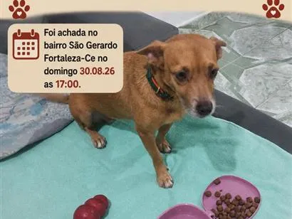Foto de Nina para doação adocao em Fortaleza