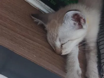 Foto de Gatinho... para doação adocao em Itaitinga