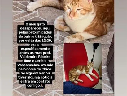 Foto de Chico perdido em Juazeiro do Norte