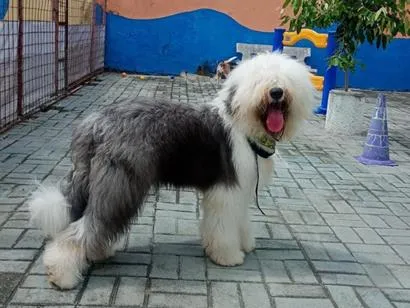 Foto de Cachorros e Cadelas Vina para doação adocao em Fortaleza