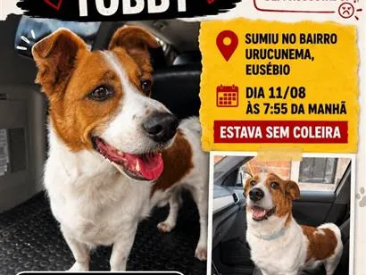 Foto de Tobby perdido em Eusébio