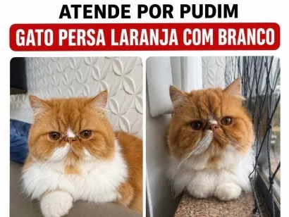 Foto de Pudim perdido em Brasília