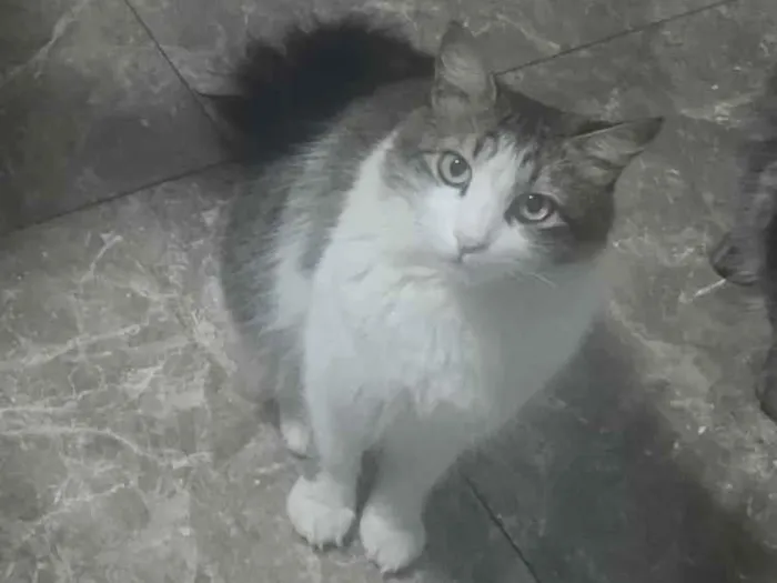 Foto de Shazam perdido em Brasília