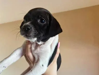 Foto de Cachorros e Cadelas Vasco para doação adocao em Brasília
