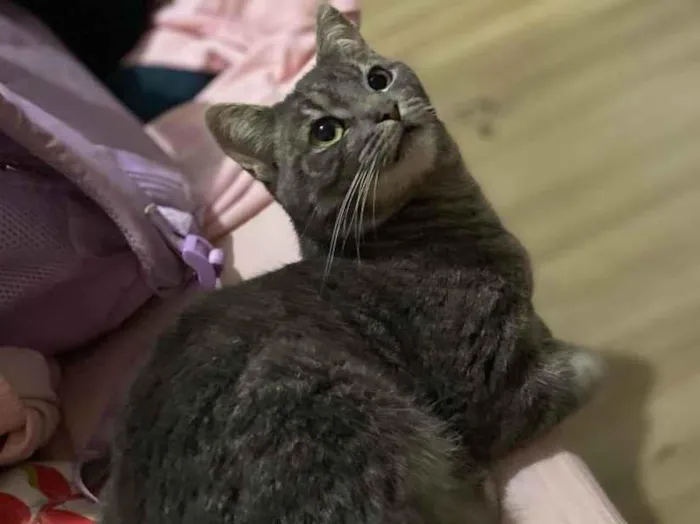 Foto de Goten perdido em Brasília