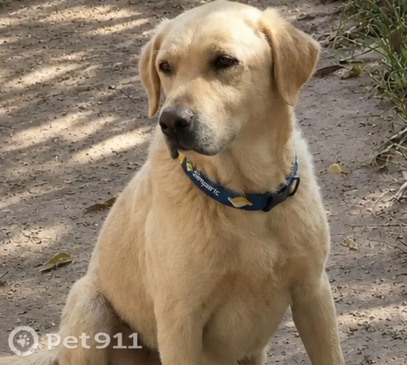 Foto de yellow perdido em Brasília