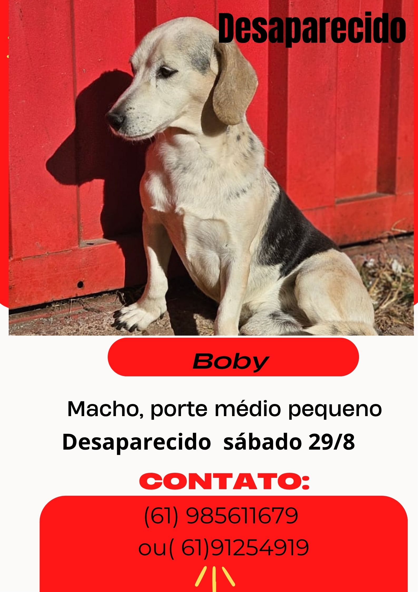 Foto de Boby perdido em Brasília