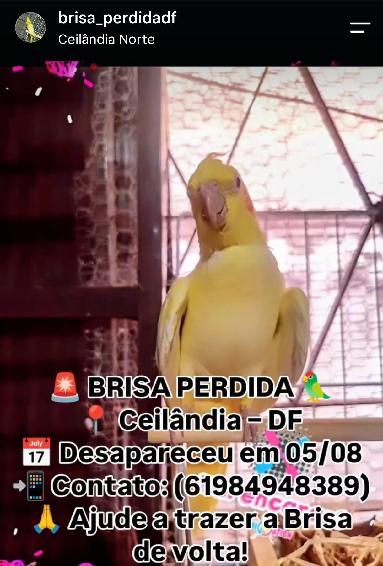 Foto de Brisa perdido em Brasília