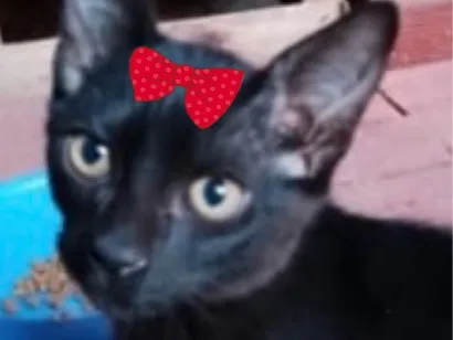 Foto de Mimi para doação adocao em Brasília