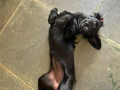 Foto de Lola para doação adocao em Brasília