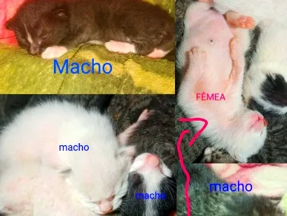 Foto de GATOS SEM NOMES, ALEM DO ESPECIAL, CHAMADO THEODOR!! para doação adocao em Brasília