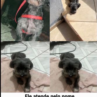 Foto de Thor perdido em Cariacica