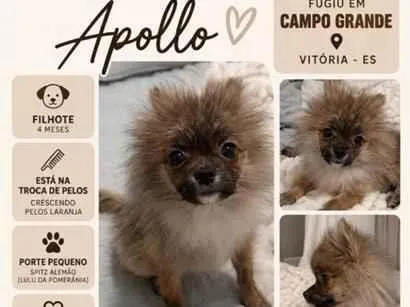 Foto de Apollo perdido em Cariacica