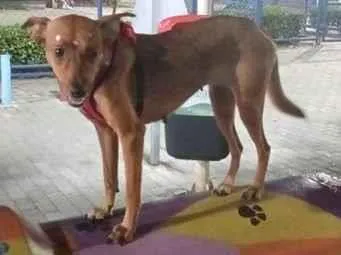 Foto de Princesa perdido em Vitória