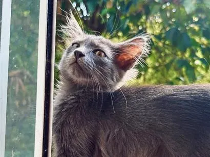 Foto de Tomas perdido em Cariacica