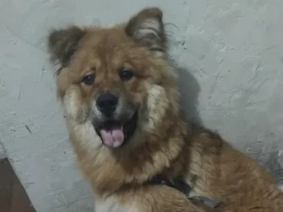 Foto de zeus para doação adocao em Vila Velha