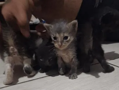 Foto de Gatos e Gatas sem nome para doação adocao em Serra