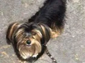 Foto de nino perdido em Goiânia