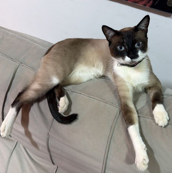 Foto de Theodoro perdido em Goiânia