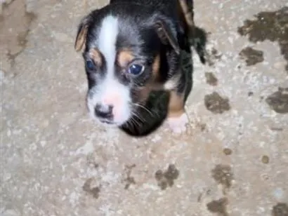 Foto de Cachorros e Cadelas Filhotes para doação adocao em Aparecida de Goiânia