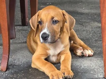 Foto de Ralff para doação adocao em Goiânia