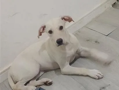 Foto de Kira para doação adocao em Goiânia