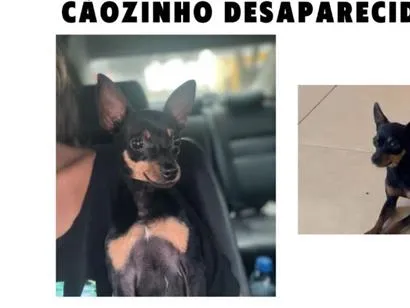 Foto de Groselha perdido em Novo Gama