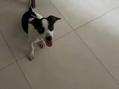 Foto de Cachorros e Cadelas Meg para doação adocao em Goiânia