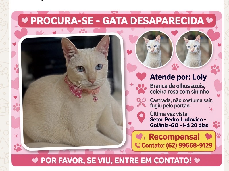 Foto de Loly perdido em Goiânia