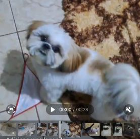 Foto de Francisco perdido em Goiânia