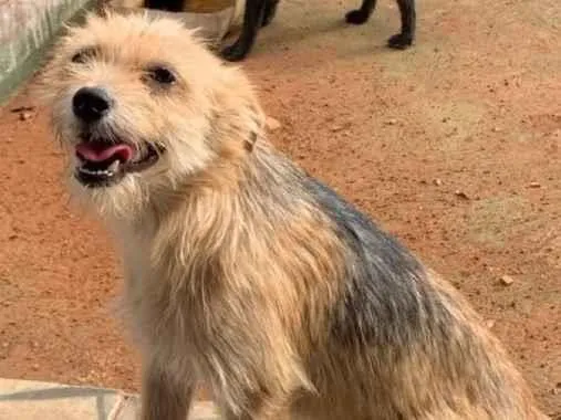 Foto de Cachorros e Cadelas Rex&melony para doação adocao em Anápolis