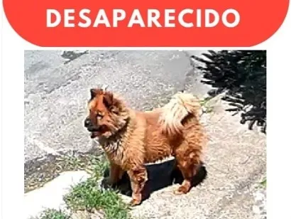 Foto de Feioso perdido em Anápolis