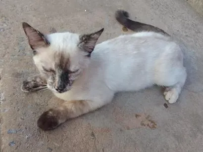 Foto de Bella para doação adocao em Aparecida de Goiânia