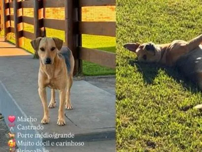 Foto de Whisk para doação adocao em Goiânia