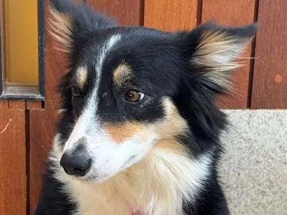 Foto de Leiah perdido em Pirenópolis