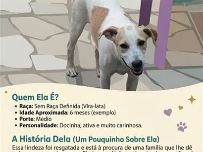 Foto de Vandinha para doação adocao em São Luís