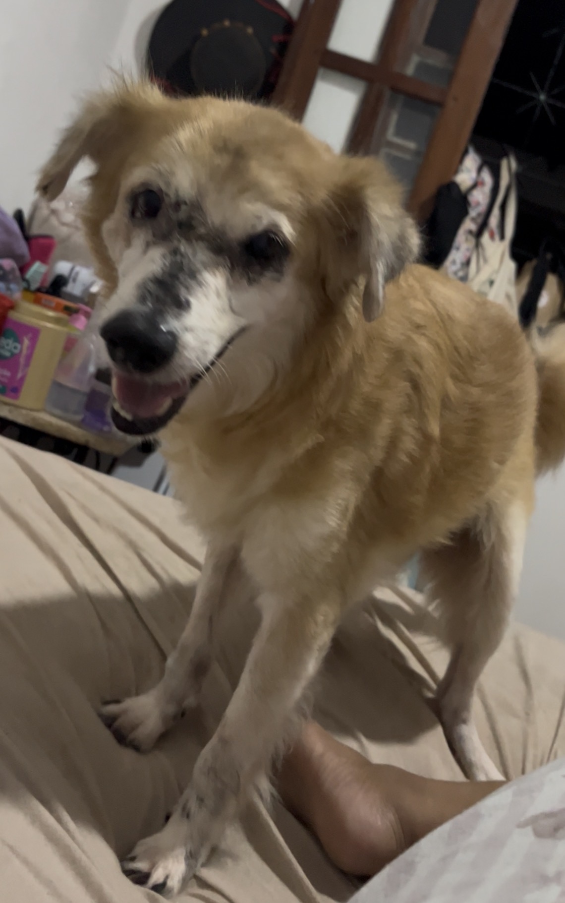 Foto de Tobias perdido em São Luís