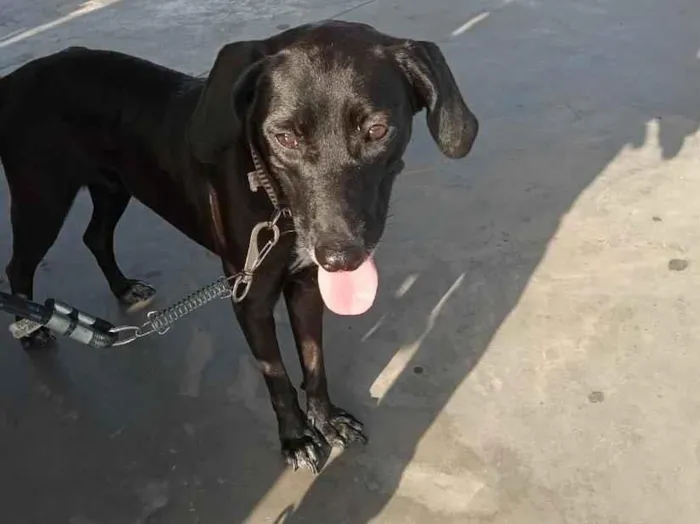 Foto de pretinha perdido em São José de Ribamar
