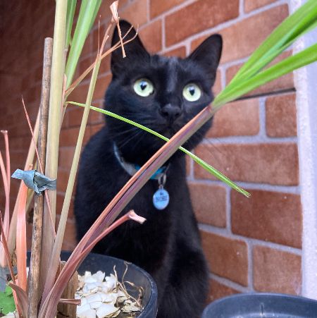Foto de Nori perdido em Santa Rita do Sapucaí
